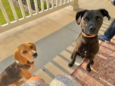 Finn, a beagle, and Berry, a black dog, sitting on a sunny porch and looking up